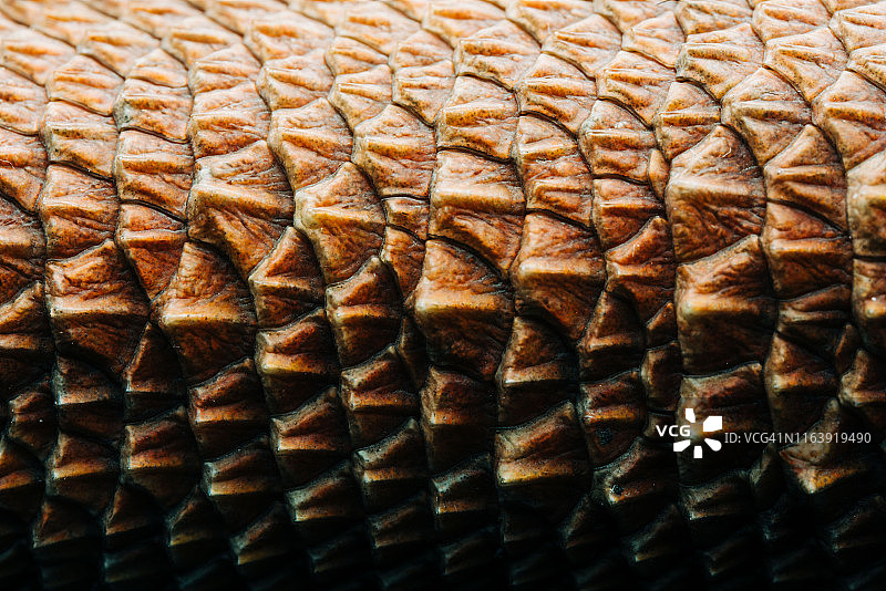 中部鬃狮蜥图片素材