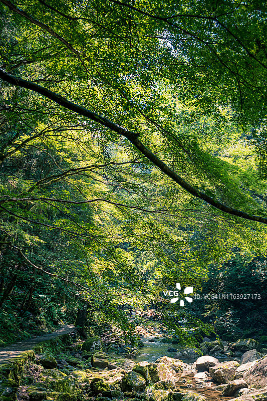 赤目四十八瀑布夏日阳光下的绿色枫叶图片素材