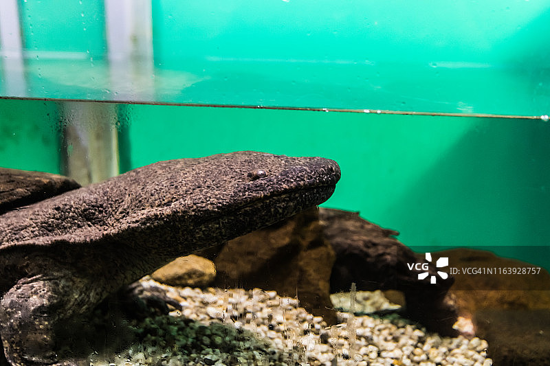 日本大鲵图片素材