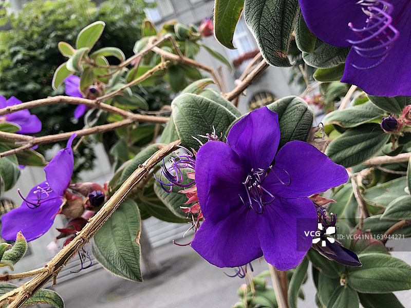 紫绒花特写图片素材