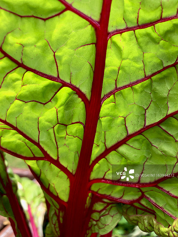 花园里种植的瑞士甜菜图片素材