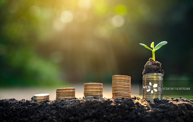 金钱增长，储蓄，展示业务增长概念的树币图片素材