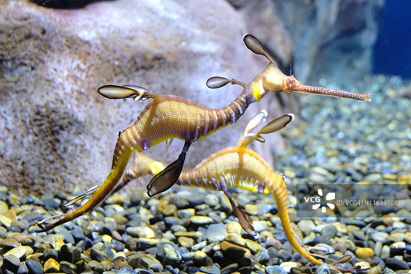 叶海龙图片素材