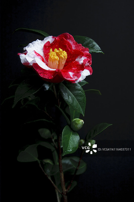 红色和白色山茶花图片素材