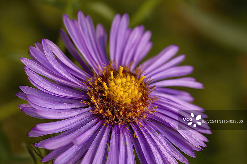 新英格兰紫菀图片素材