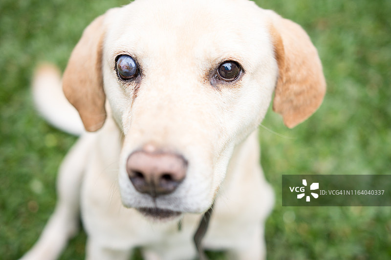 拉布拉多寻回犬肖像图片素材