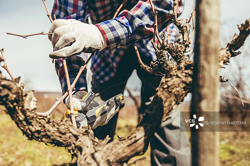 年长的男人修剪果树和葡萄园图片素材