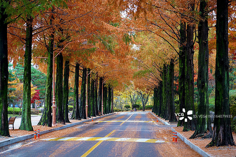 秋天的水杉路，韩国图片素材