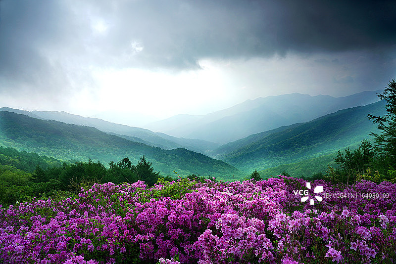韩国智异山皇家杜鹃花景色图片素材