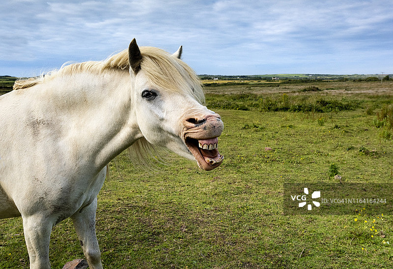 马的滑稽表情图片素材