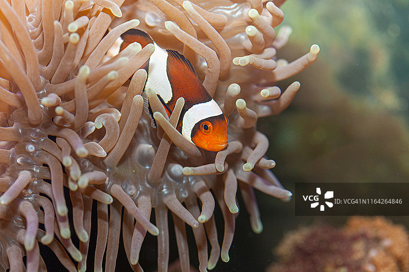 小丑鱼图片素材