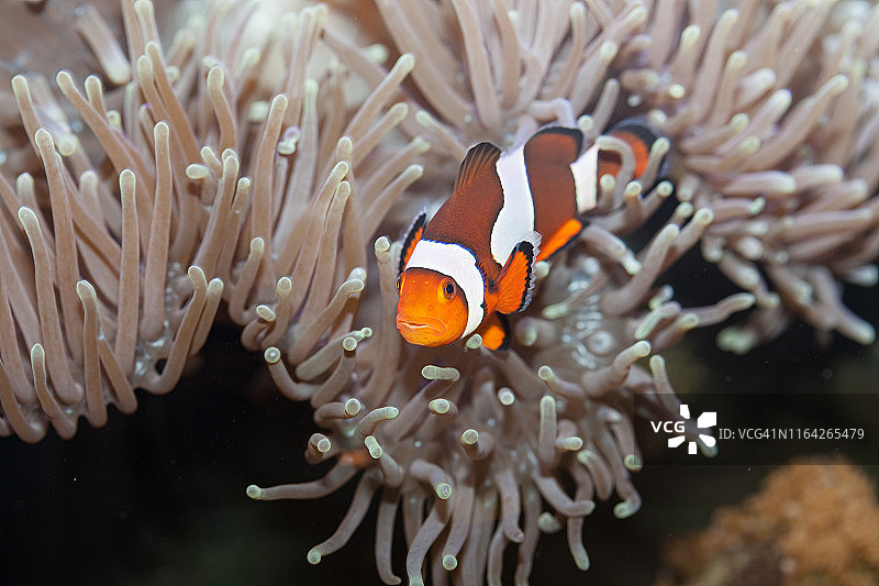 小丑鱼图片素材