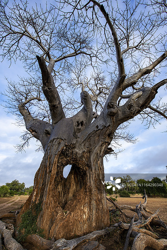 津巴布韦戈纳雷若国家公园萨维河鸟瞰图片素材
