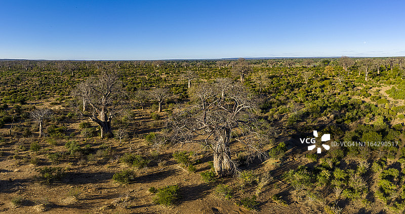 津巴布韦戈纳雷若国家公园美丽大型猴面包树的鸟瞰图图片素材