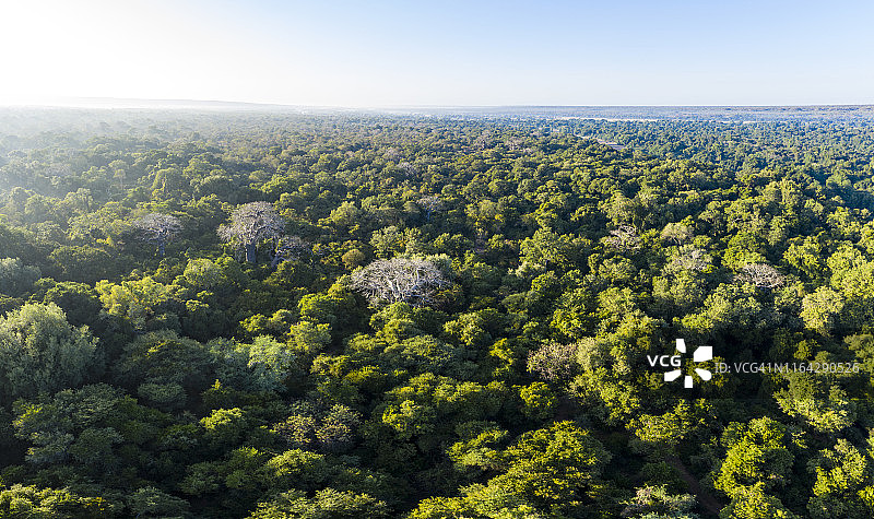 中非热带雨林冠层猴面包树航拍美景图片素材