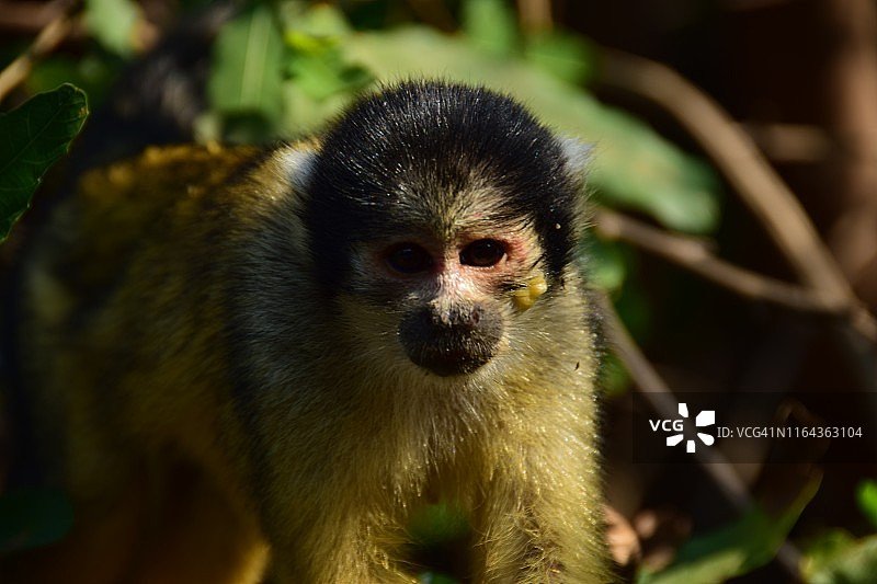 卷尾猴特写图片素材