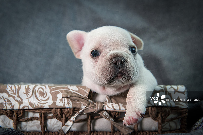 宠物护理方法图片素材