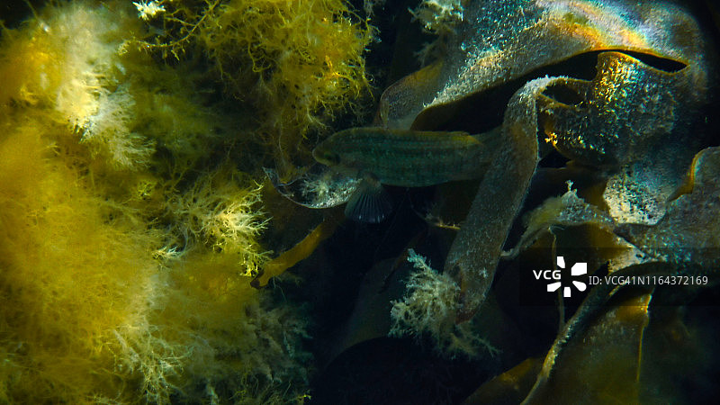 软木翅隆头鱼图片素材