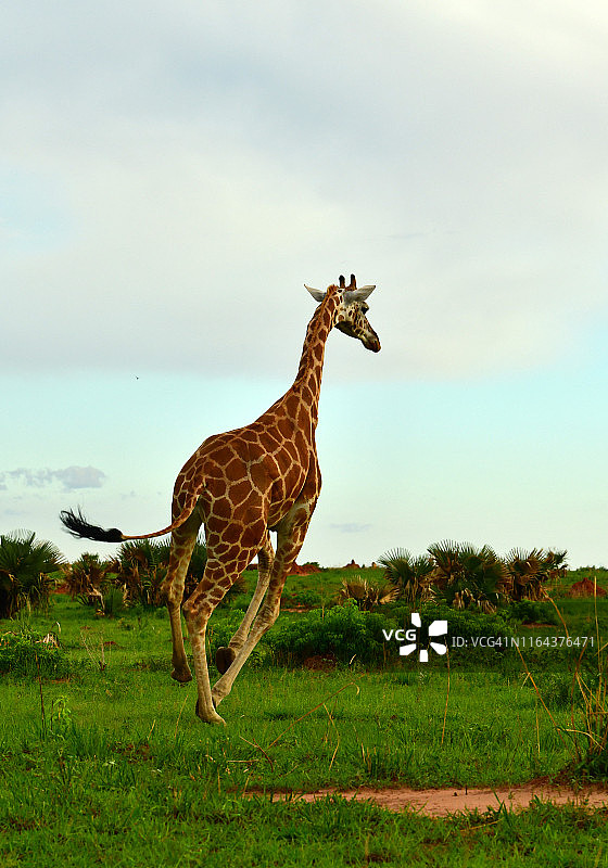 稀树草原上的罗斯柴尔德长颈鹿图片素材