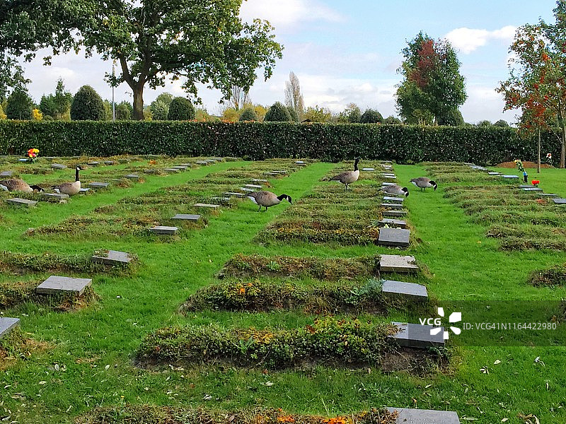 和平花园里的天鹅图片素材