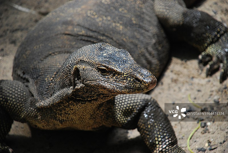 亚庇附近的岛屿上的巨蜥图片素材