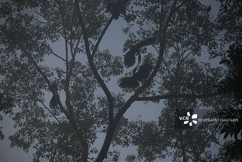 在达南谷喂食幼鸟的犀鸟图片素材