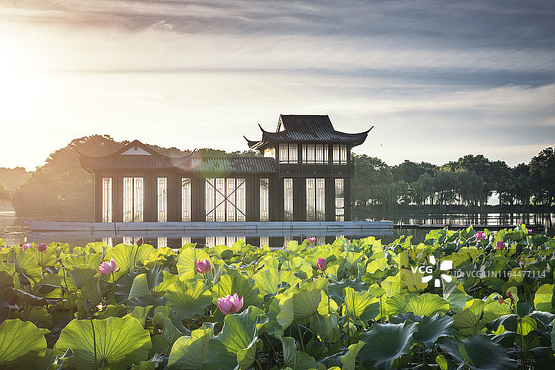 中国杭州西湖曲院风荷夏日荷花图片素材