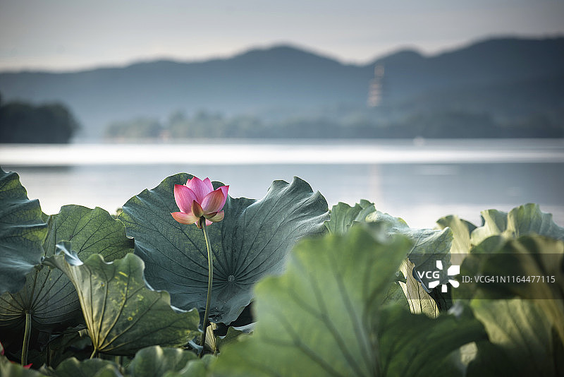 特写莲花睡莲图片素材