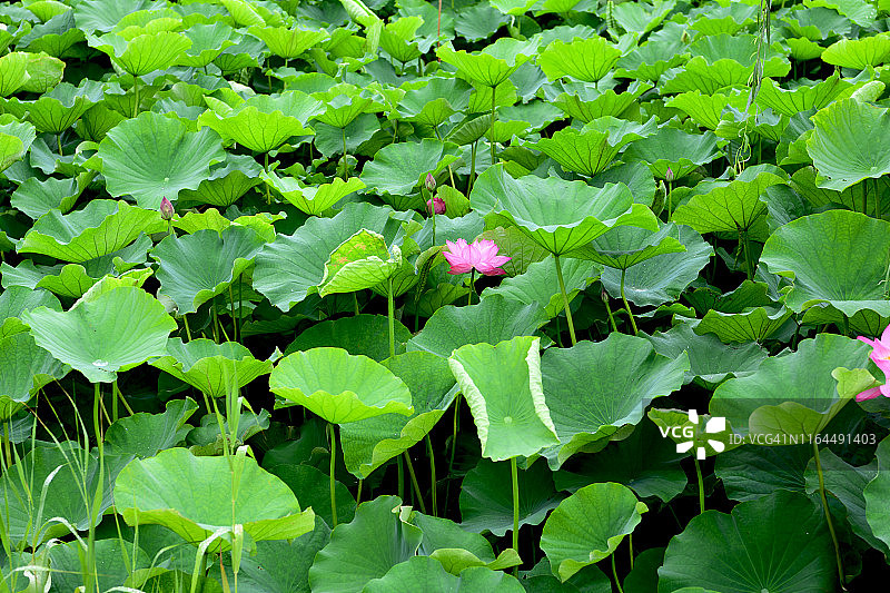 日本东京上野公园不忍池荷塘荷叶图片素材