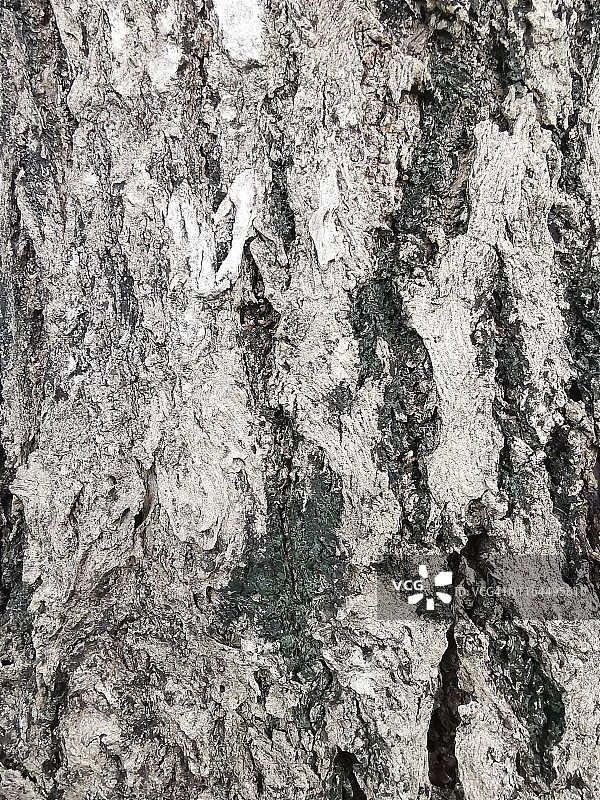 干枯树皮纹理图片素材