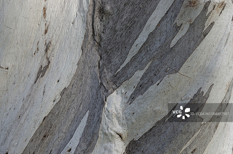 雪 gum 桉树树干上的树皮图片素材