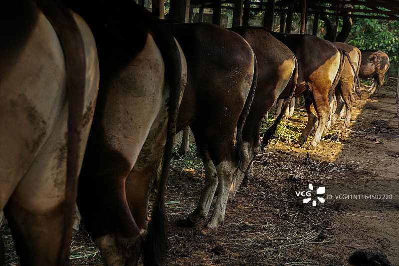 奶牛臀部特写，趣味十足图片素材