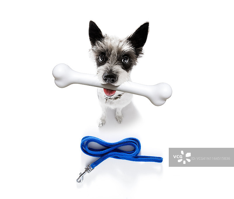 叼着大骨头的狗图片素材