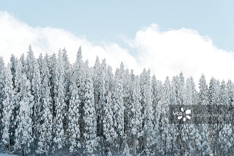 滑雪胜地森林中的晴朗天空与霜冻图片素材