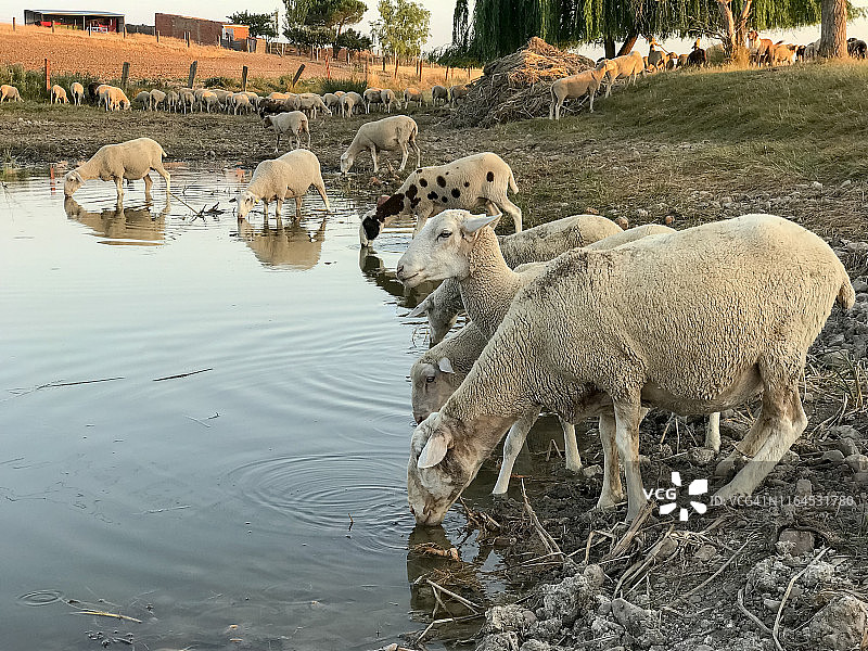 夏季池塘里饮水的一群绵羊：生态畜牧概念图片素材