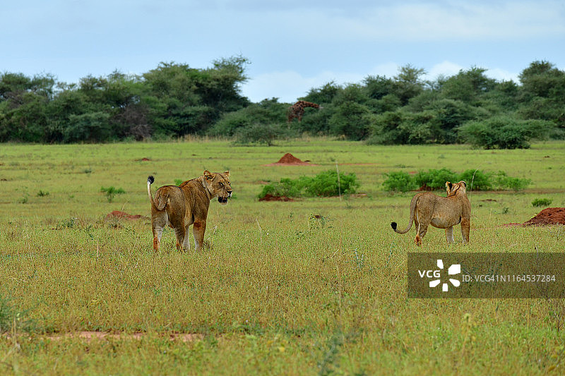 稀树草原上的母狮图片素材