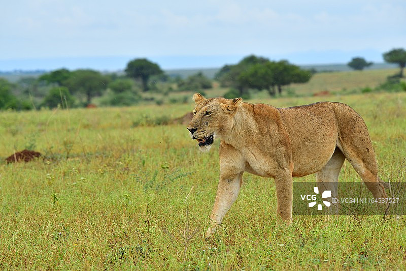 稀树草原上的母狮图片素材