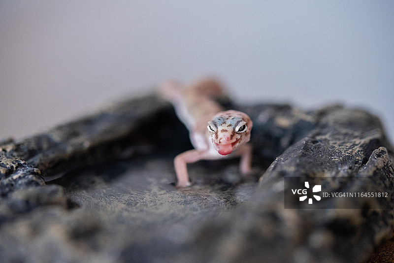 杂色裸趾虎（沙漠带状壁虎）图片素材