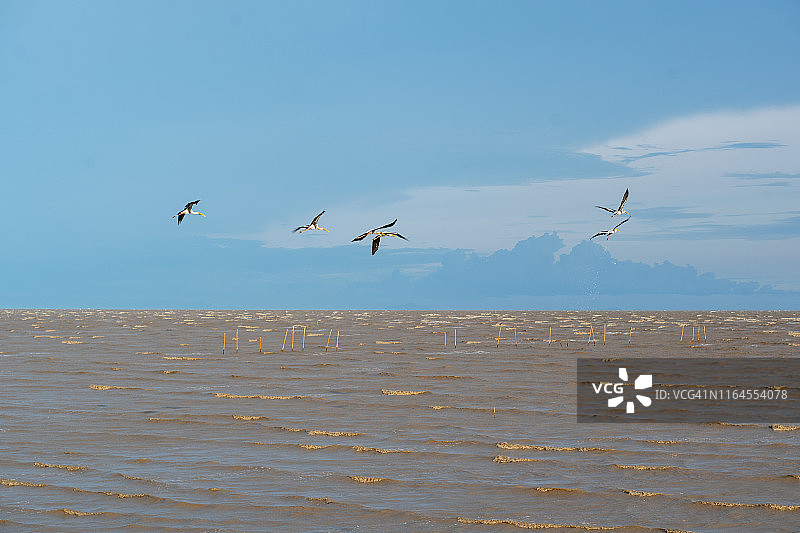 海面上飞翔的白鹭鸟群图片素材