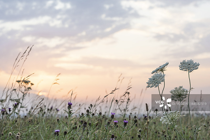 邓斯特布尔丘陵的日落图片素材