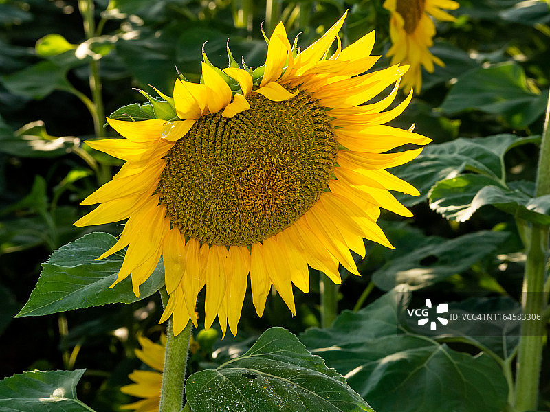 夏季盛开的向日葵特写图片素材