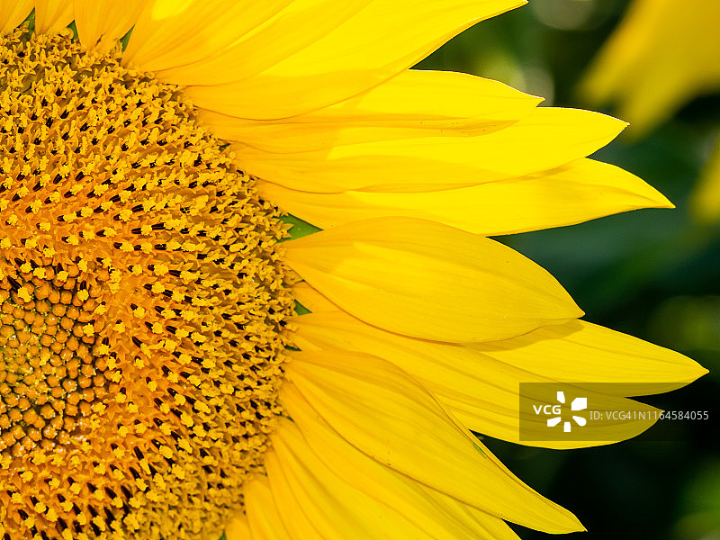 夏季盛开的向日葵特写图片素材