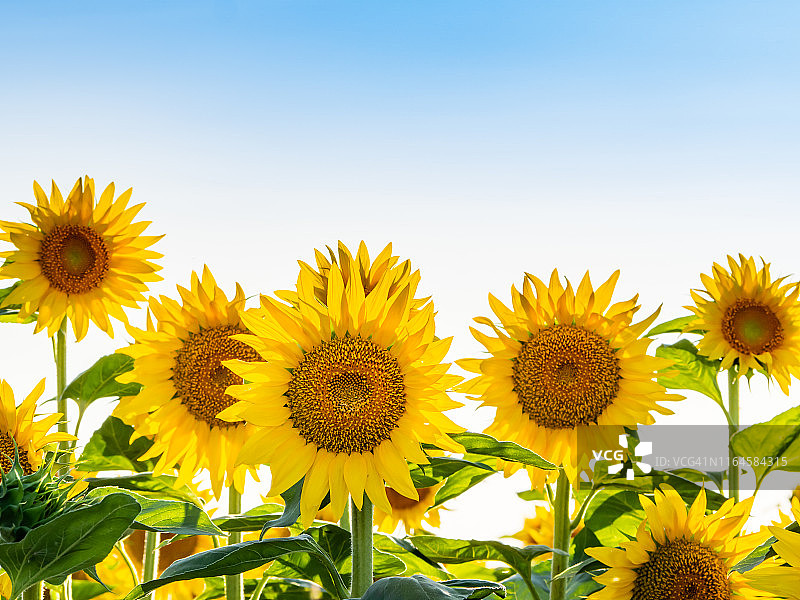 夏季盛开的向日葵特写图片素材