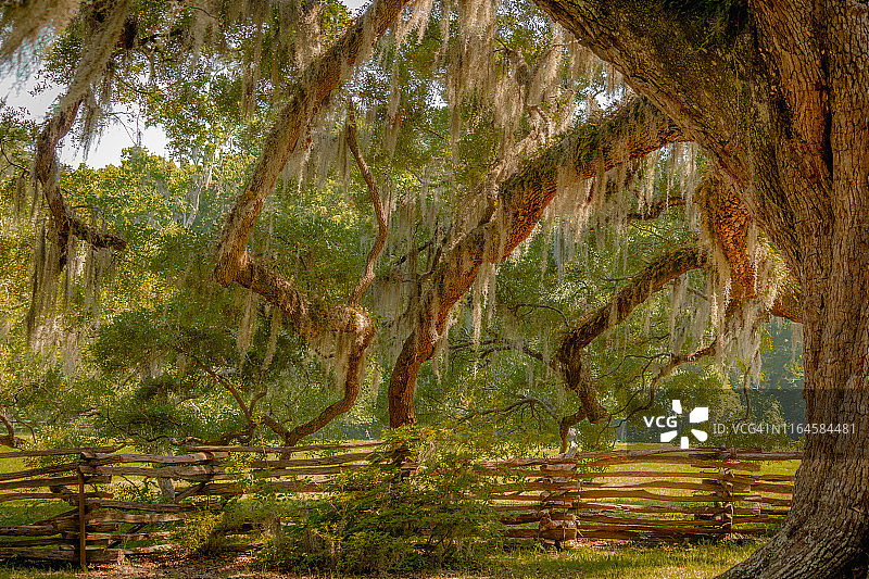 附有西班牙苔藓的橡树图片素材