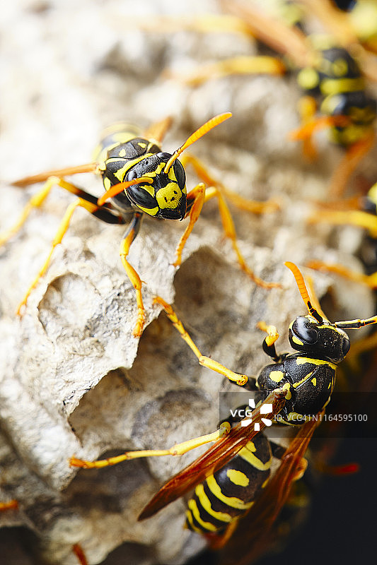 黄蜂巢微距图片素材