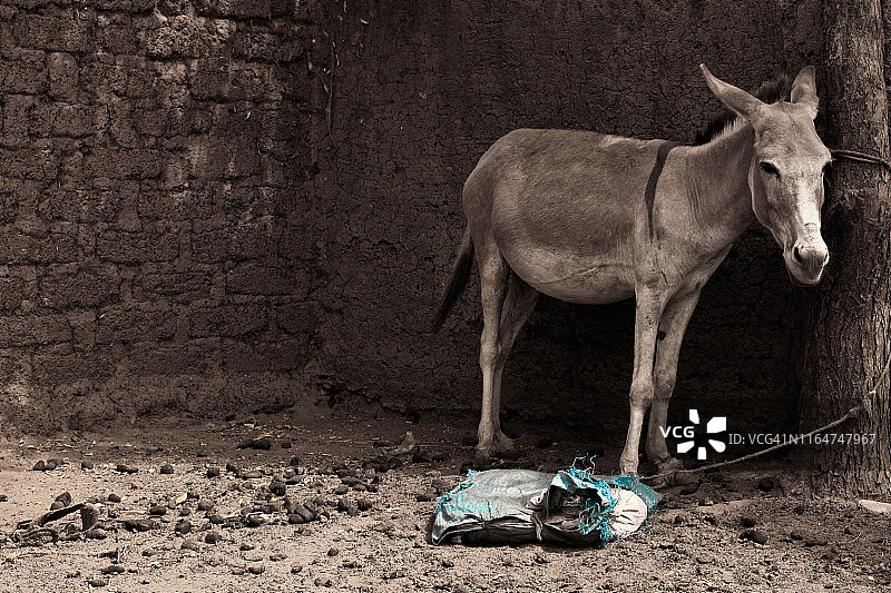驴的生活图片素材