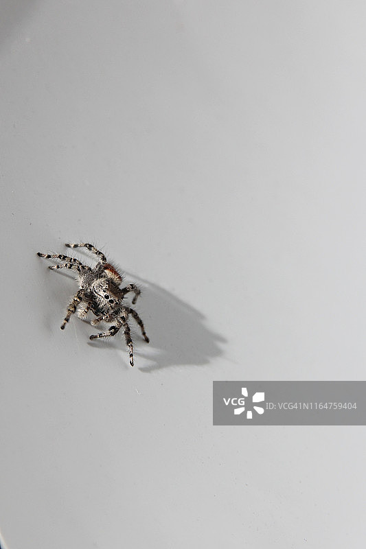 红背蛛图片素材