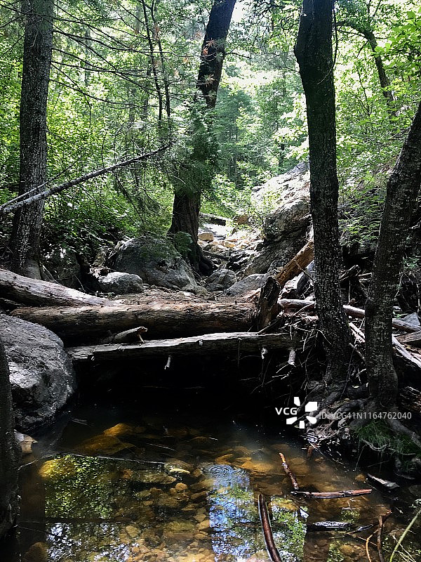 带小溪和徒步道的森林区域图片素材