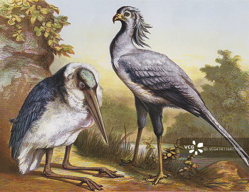 非洲秃鹳和蛇鹫图片素材