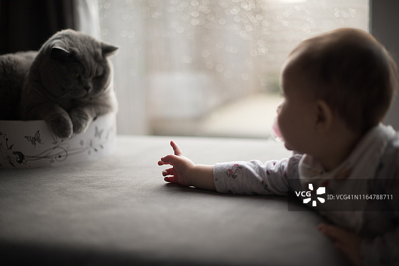 宝宝指着沙发上窗户旁的英短猫图片素材